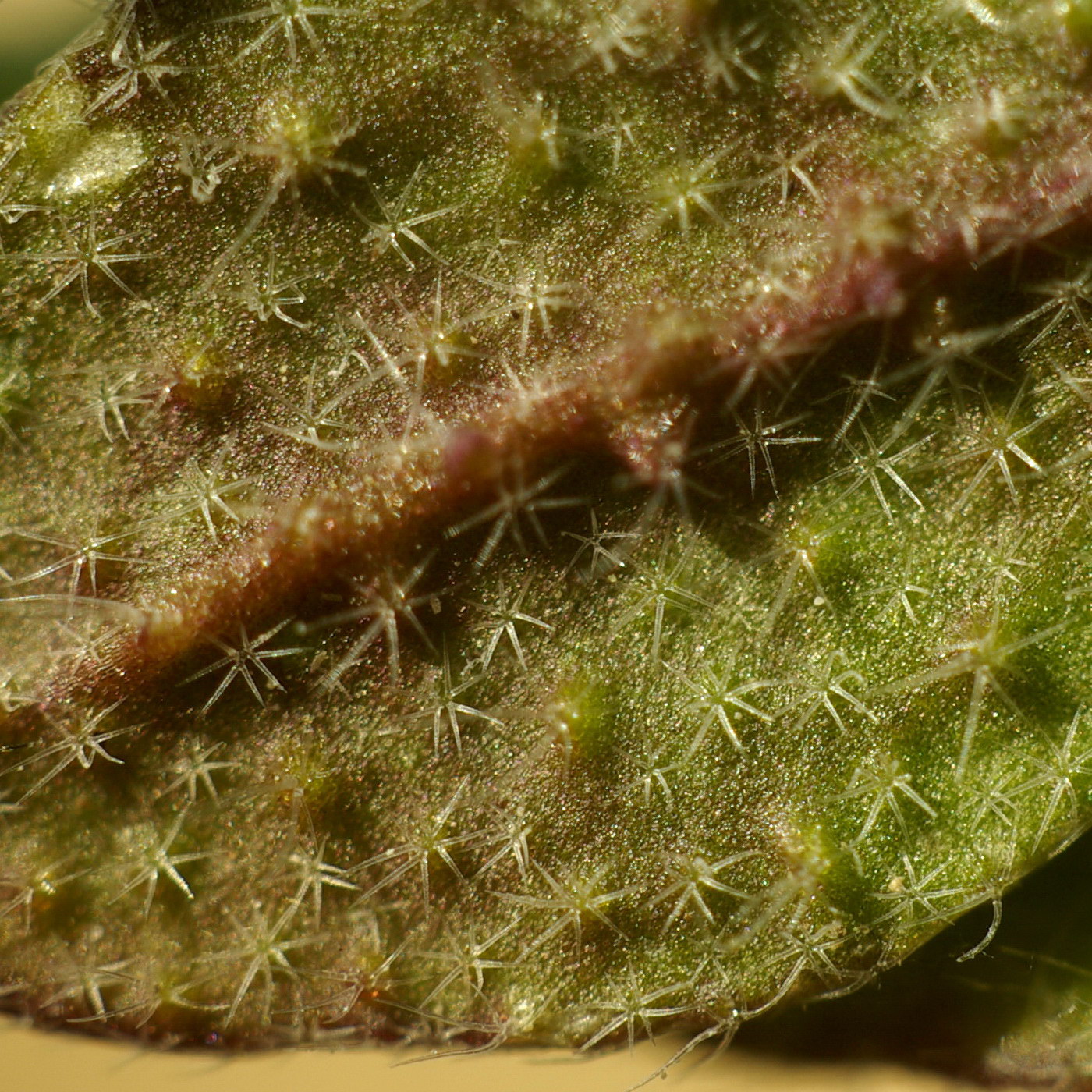 Image of Alyssum simplex specimen.