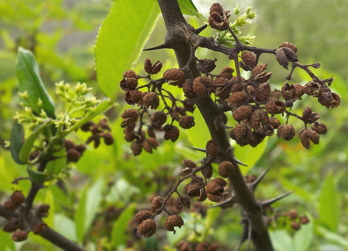 Изображение особи Zanthoxylum alatum.