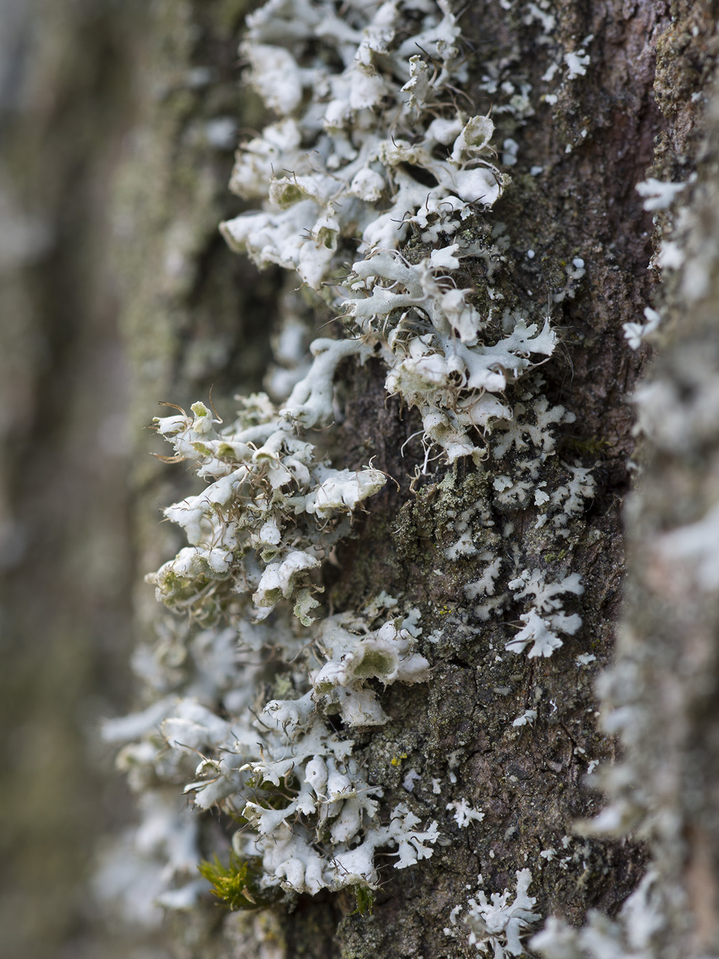 Image of Physcia adscendens specimen.