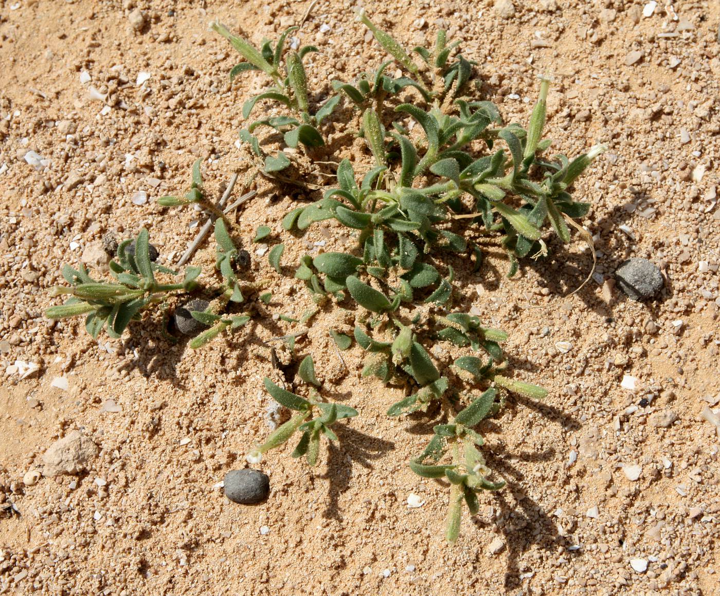 Image of Silene villosa specimen.