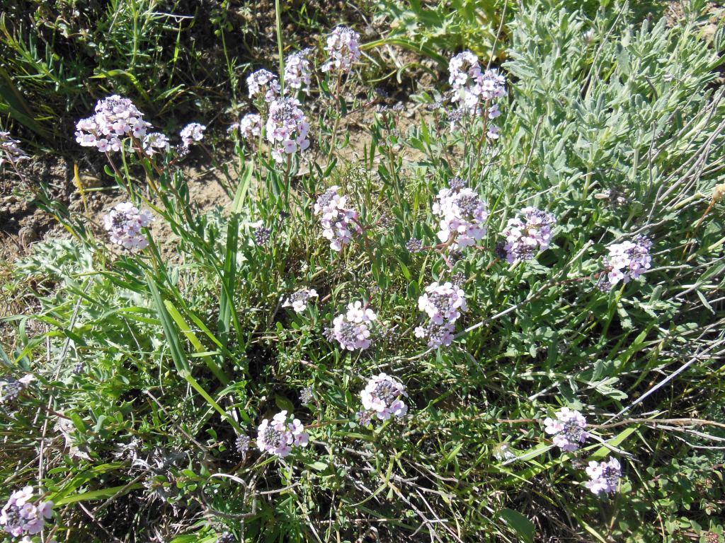 Image of Ziziphora clinopodioides specimen.