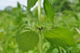 Lamium album ssp. orientale