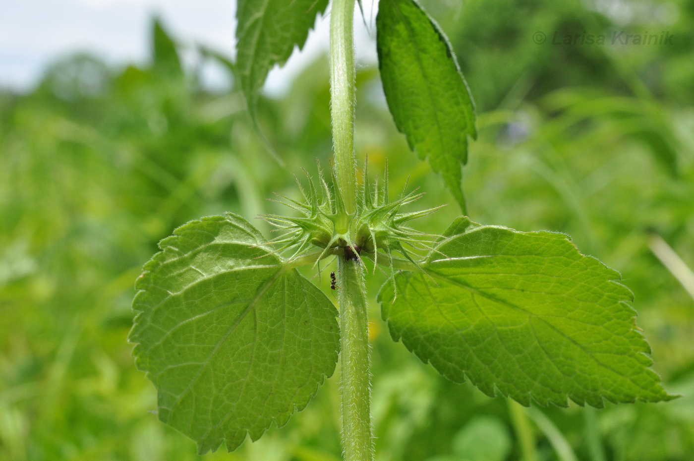 Image of Lamium album ssp. orientale specimen.
