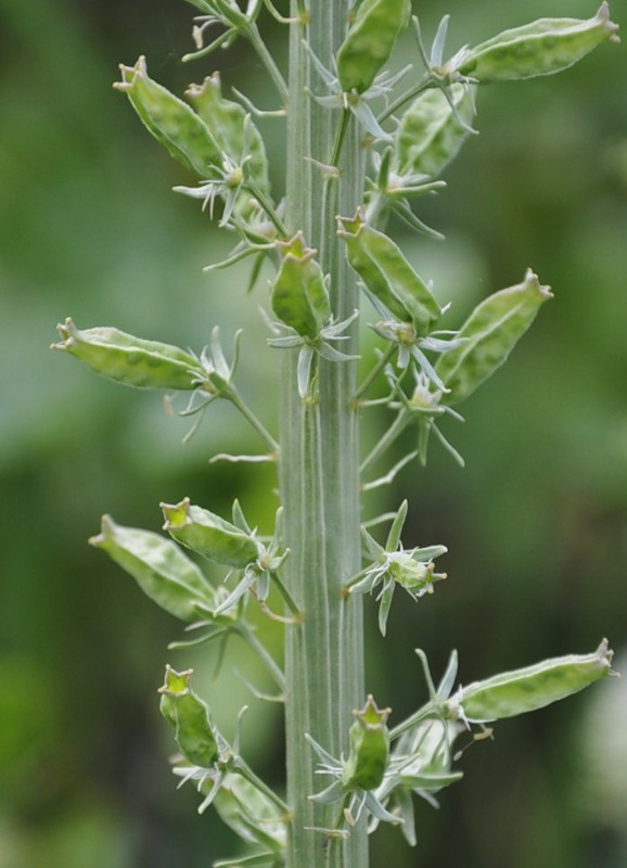 Image of Reseda alba specimen.