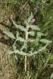 Eryngium campestre