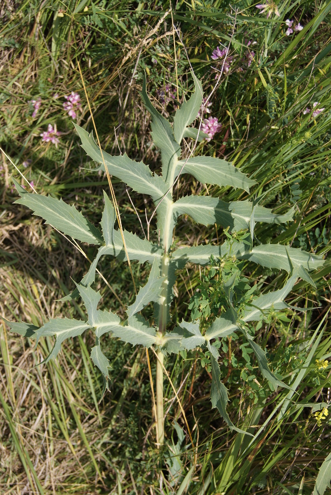 Изображение особи Eryngium campestre.