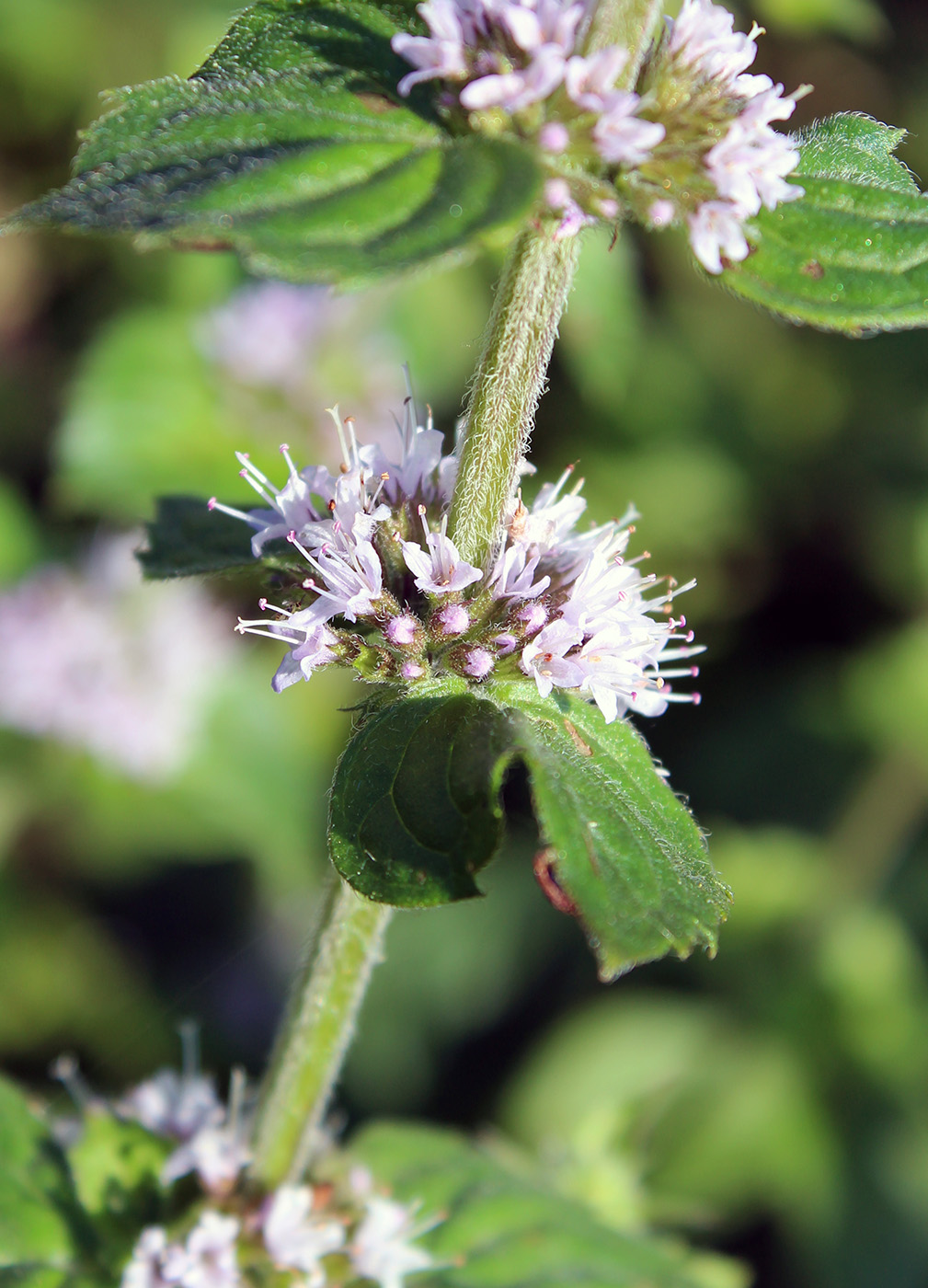 Изображение особи род Mentha.