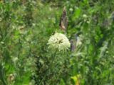 Cephalaria procera