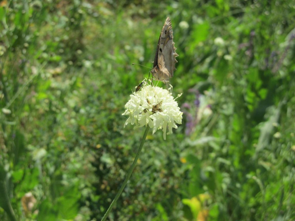 Изображение особи Cephalaria procera.