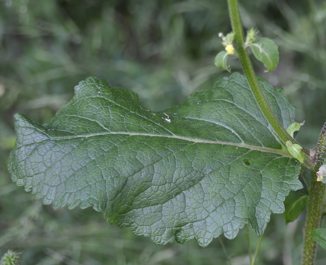 Image of Verbascum glabratum specimen.