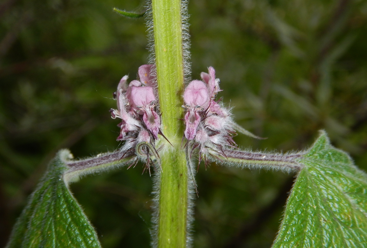 Изображение особи Leonurus quinquelobatus.