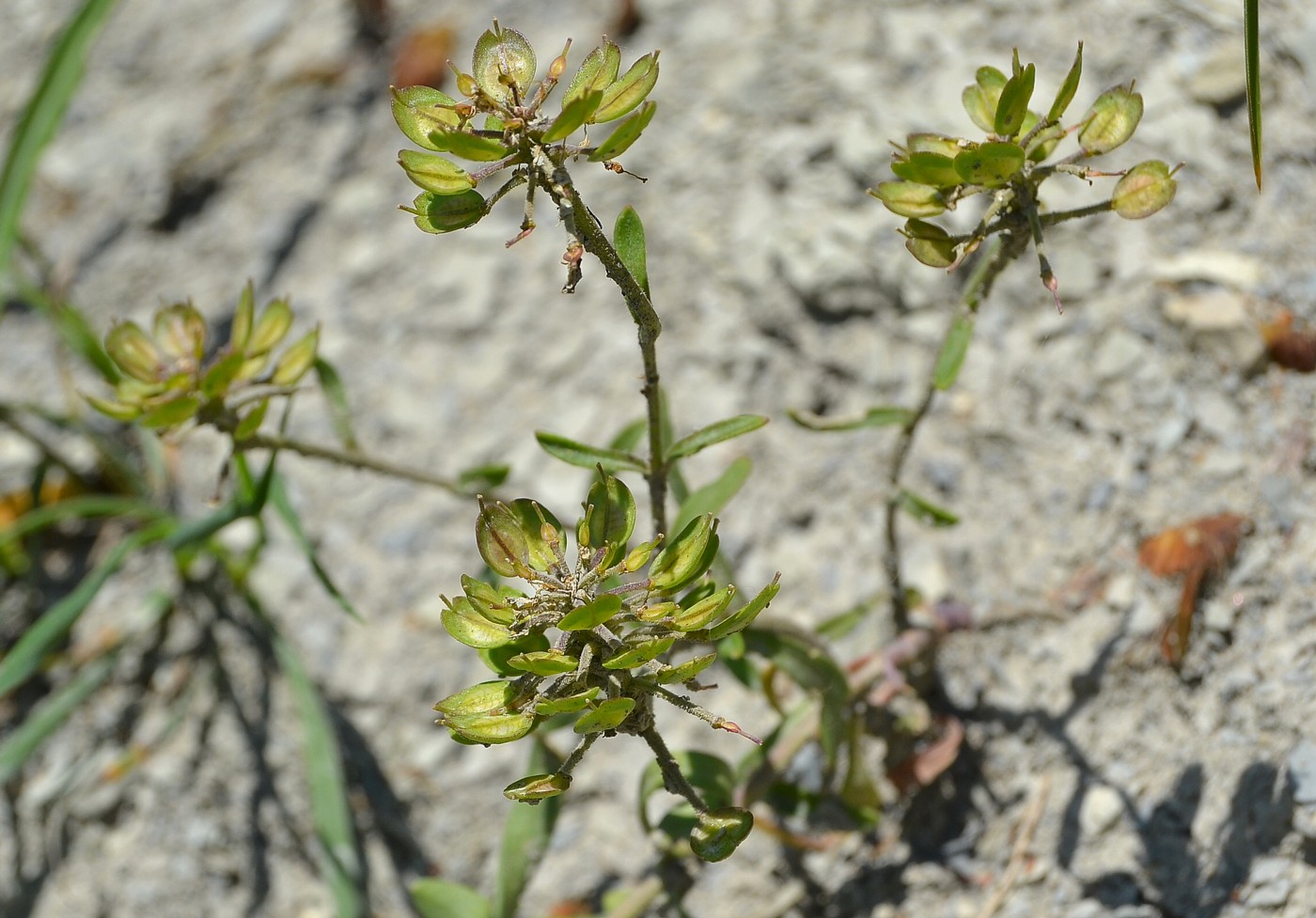 Изображение особи Iberis simplex.