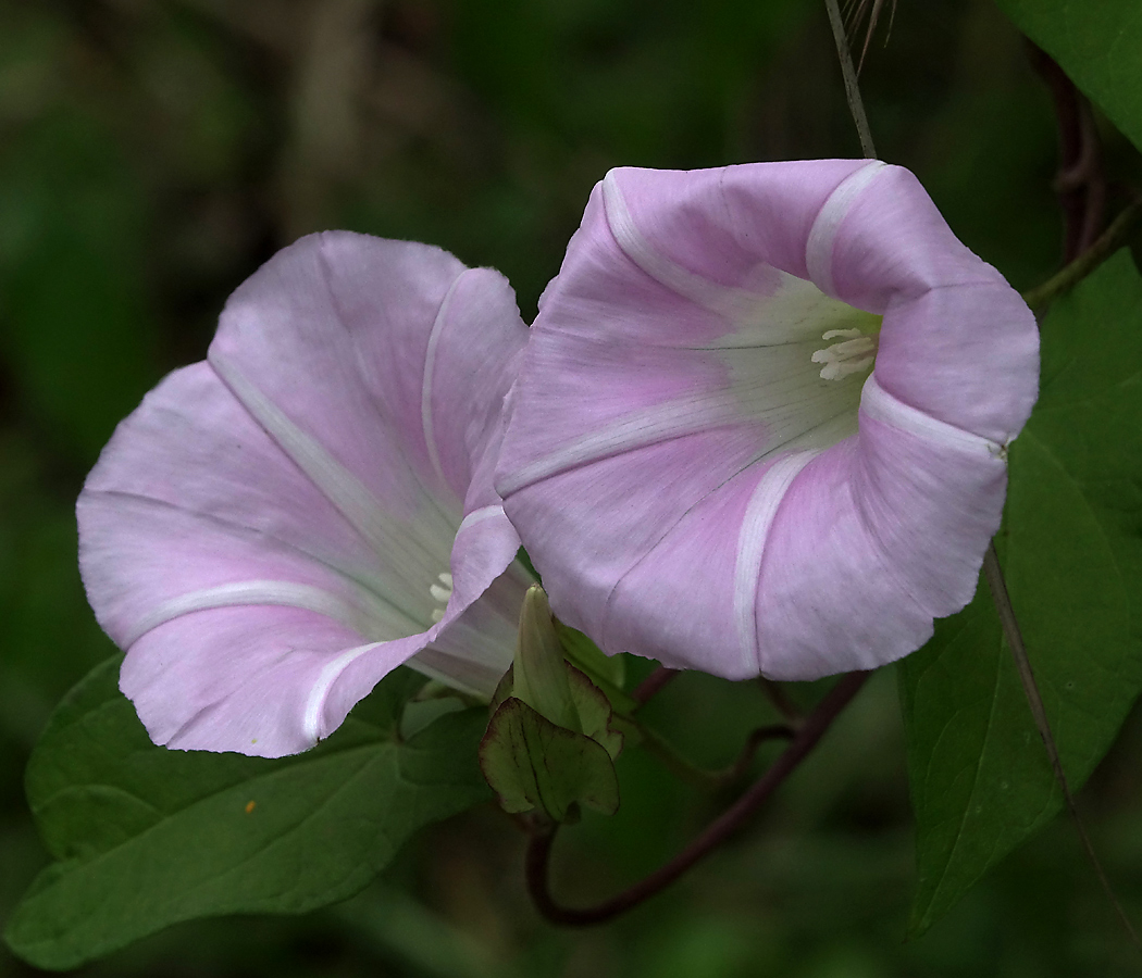 Изображение особи Calystegia inflata.