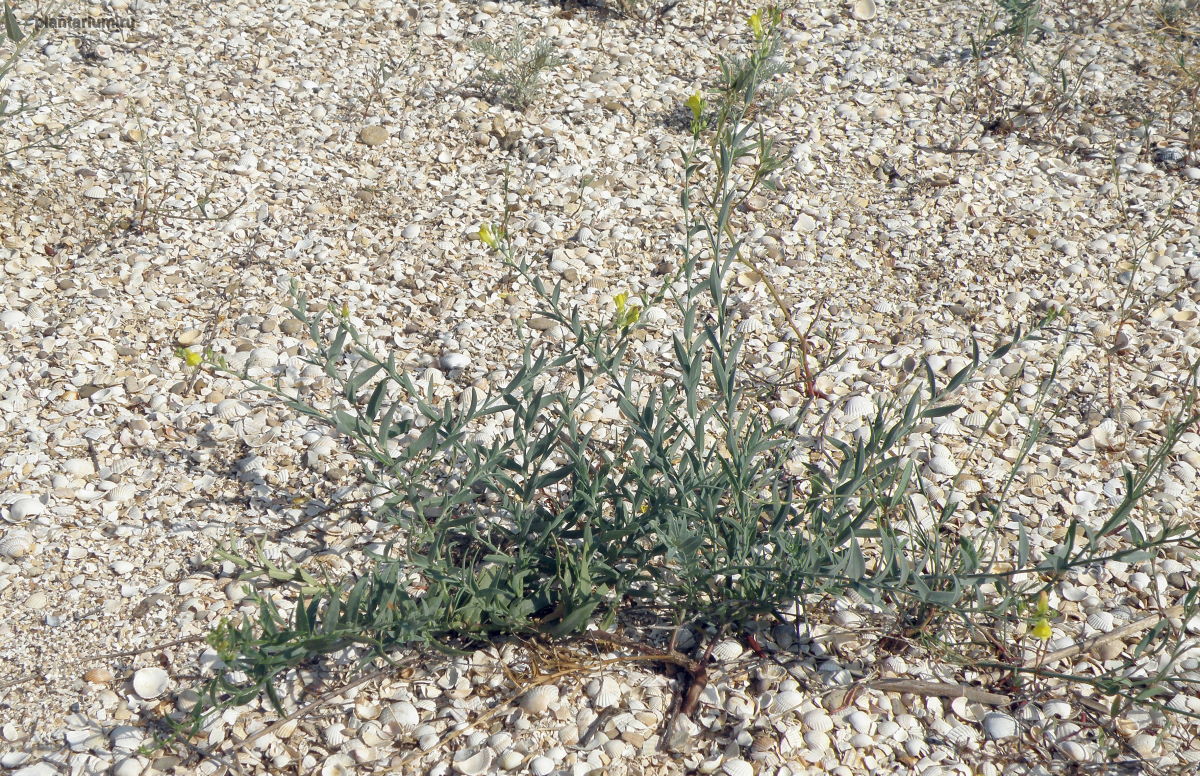 Image of genus Linaria specimen.