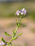 Image of taxon representative. Author is Мария Новикова