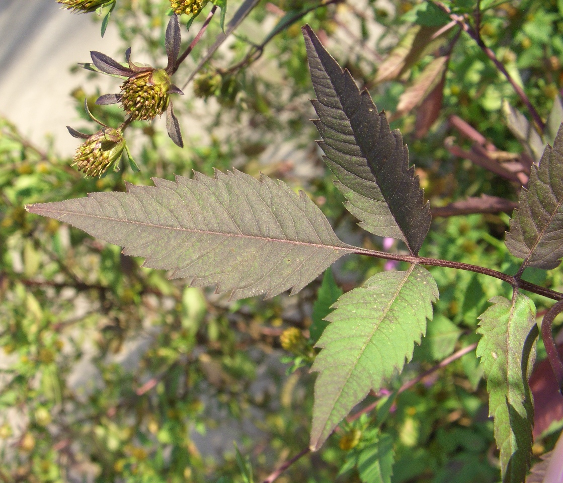 Image of Bidens frondosa specimen.