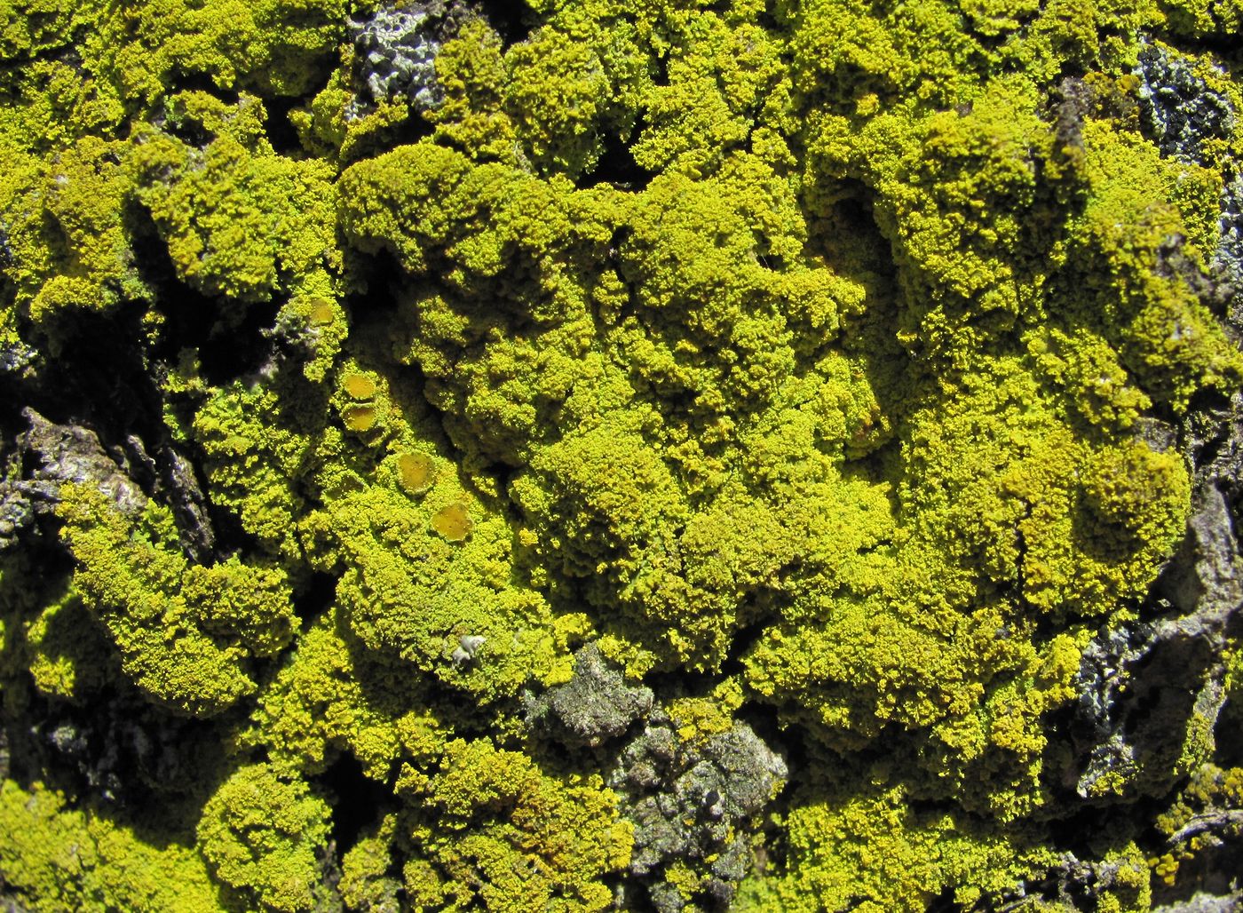 Image of genus Candelariella specimen.