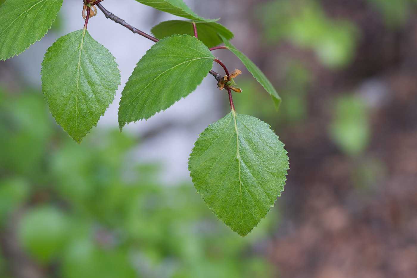 Image of Betula × aurata specimen.