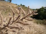 Echium biebersteinii