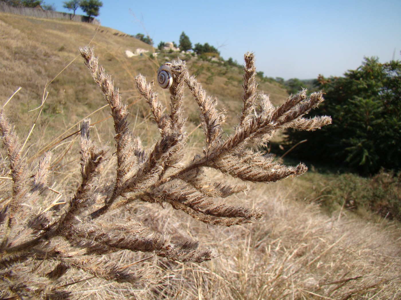 Image of Echium biebersteinii specimen.