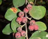 Cotoneaster soongoricus. Часть ветви с соплодиями. Узбекистан, Ташкентская обл., зап. отр. Чаткальского хр., левый склон р. Галвасай, окр. кишлака Учтерак. 25.09.2017.