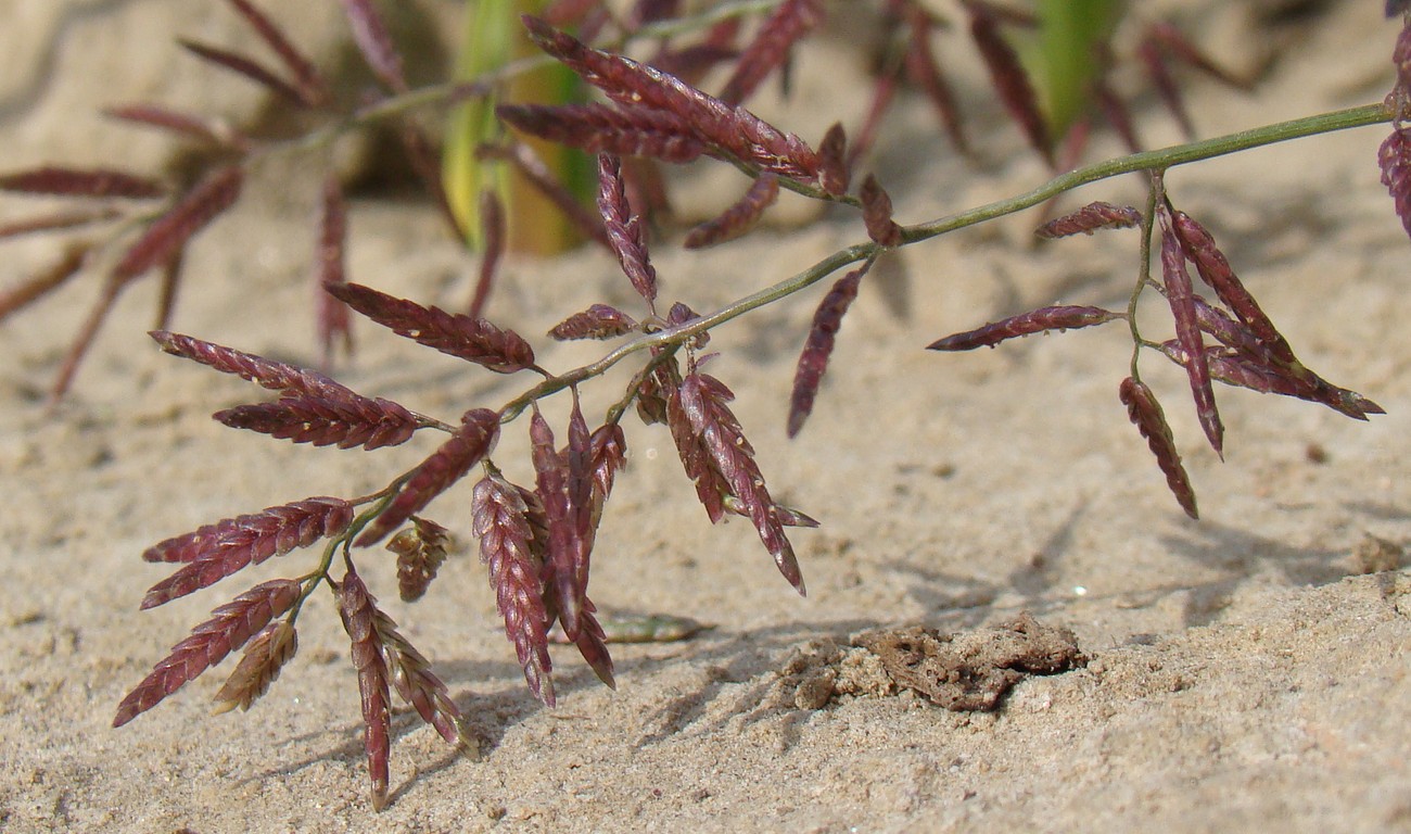 Image of Eragrostis minor specimen.