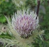 Cirsium obvallatum. Соцветие. Кабардино-Балкария, Эльбрусский р-н, долина р. Ирик, ок. 2300 м н.у.м., у тропы. 28.07.2017.