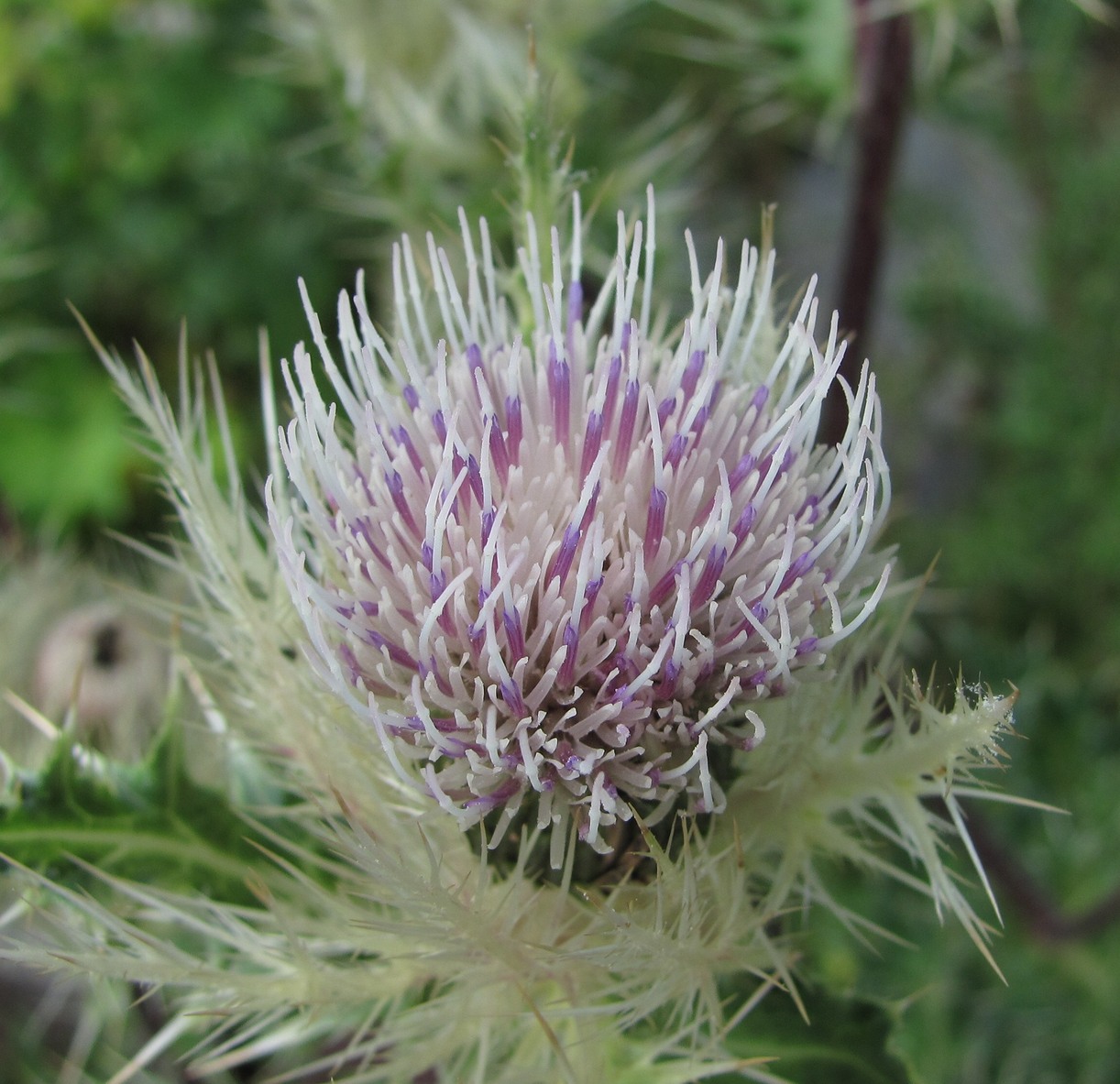 Изображение особи Cirsium obvallatum.