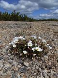 Claytonia soczaviana. Цветущее растение. Магаданская обл., окр. г. Магадан, пос. Снежная Долина, водораздел в бассейне р. Дукча, каменистое плато в горной тундре. 11.06.2017.