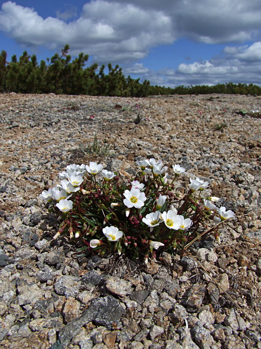Image of Claytonia soczaviana specimen.