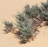 Anabasis articulata
