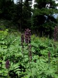 Aconitum tanzybeicum. Заросли цветущих растений нетипичной (более крупной и с темно-окрашенными цветками) расы на субальпийском лугу. Красноярский край, Шушенский р-н, национальный парк \"Шушенский Бор\", Западный Саян, хребет Борус, урочище \"Пелехова\". 24.07.2015.