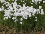 Eriophorum scheuchzeri