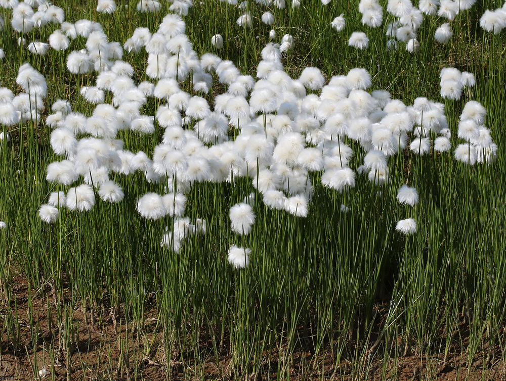 Изображение особи Eriophorum scheuchzeri.