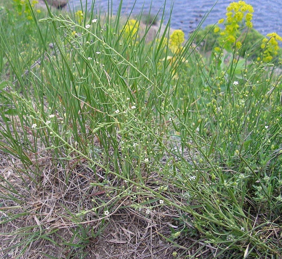 Изображение особи Thesium ramosum.