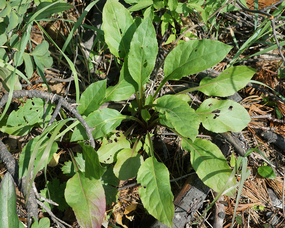 Изображение особи Solidago virgaurea ssp. dahurica.