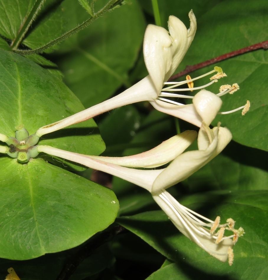 Image of Lonicera caprifolium specimen.