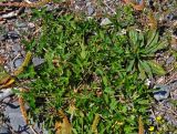 Geranium sibiricum. Цветущее растение. Алтай, Чуйский тракт между селами Иня и Иодро, урочище Калбак-таш, каменистый склон. 14.06.2017.