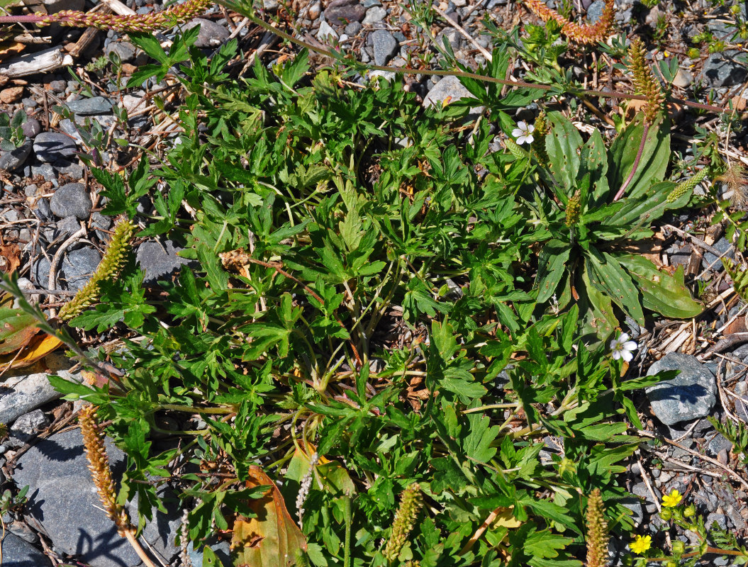 Image of Geranium sibiricum specimen.