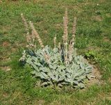 Stachys byzantina. Плодоносящее растение. Восточный Казахстан, г. Усть-Каменогорск, в культуре. 27.08.2017.