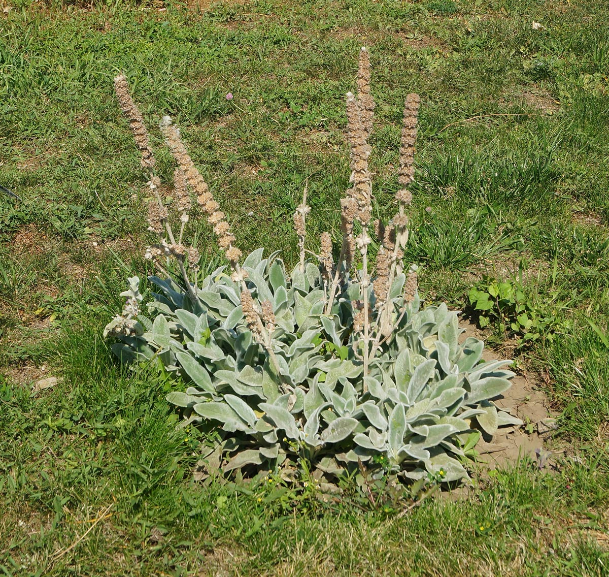 Image of Stachys byzantina specimen.