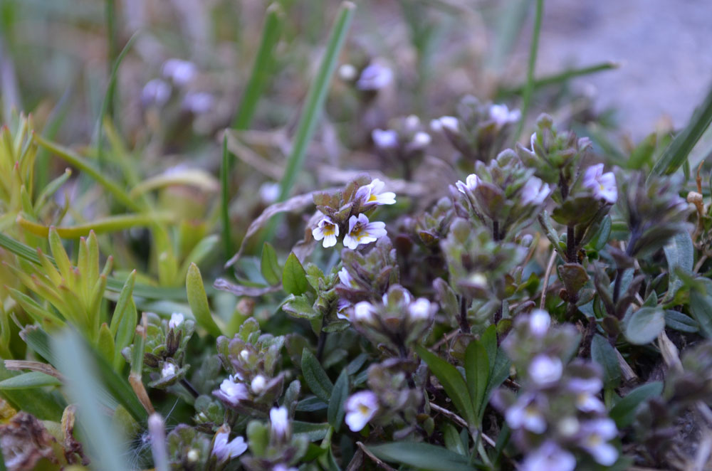 Изображение особи род Euphrasia.