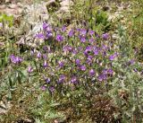 Campanula sibirica