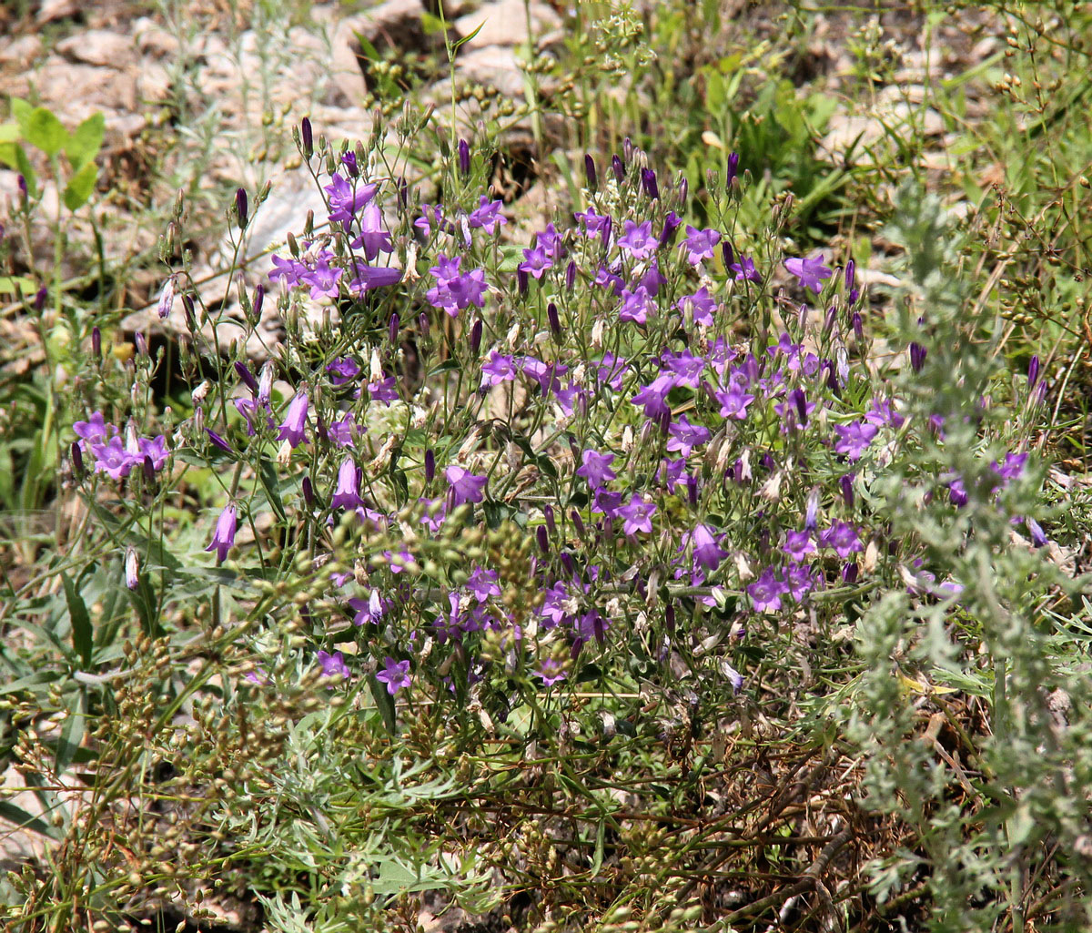 Image of Campanula sibirica specimen.