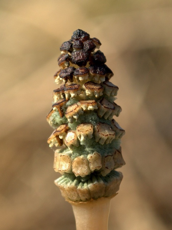 Image of Equisetum arvense specimen.