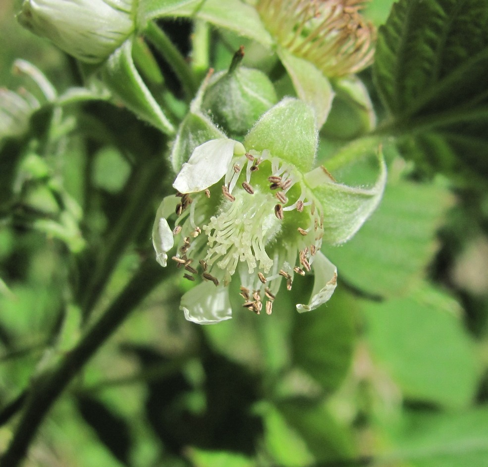 Изображение особи Rubus idaeus.