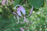 genus Bauhinia. Цветок. Южный Китай, Гуанси-Чжуанский автономный р-н, окр. г. Яншо, обочина дороги. 12.10.2017.