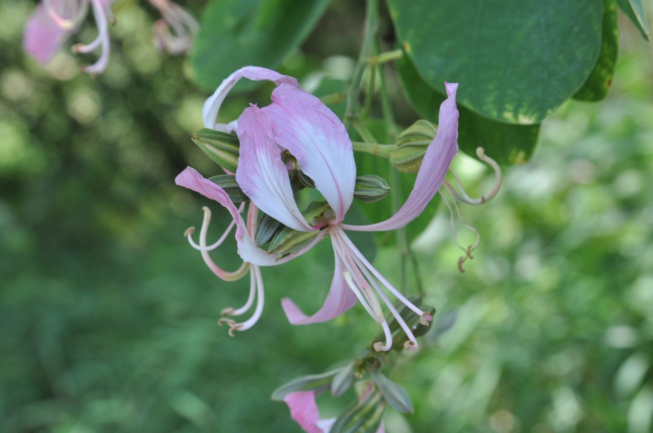 Изображение особи род Bauhinia.