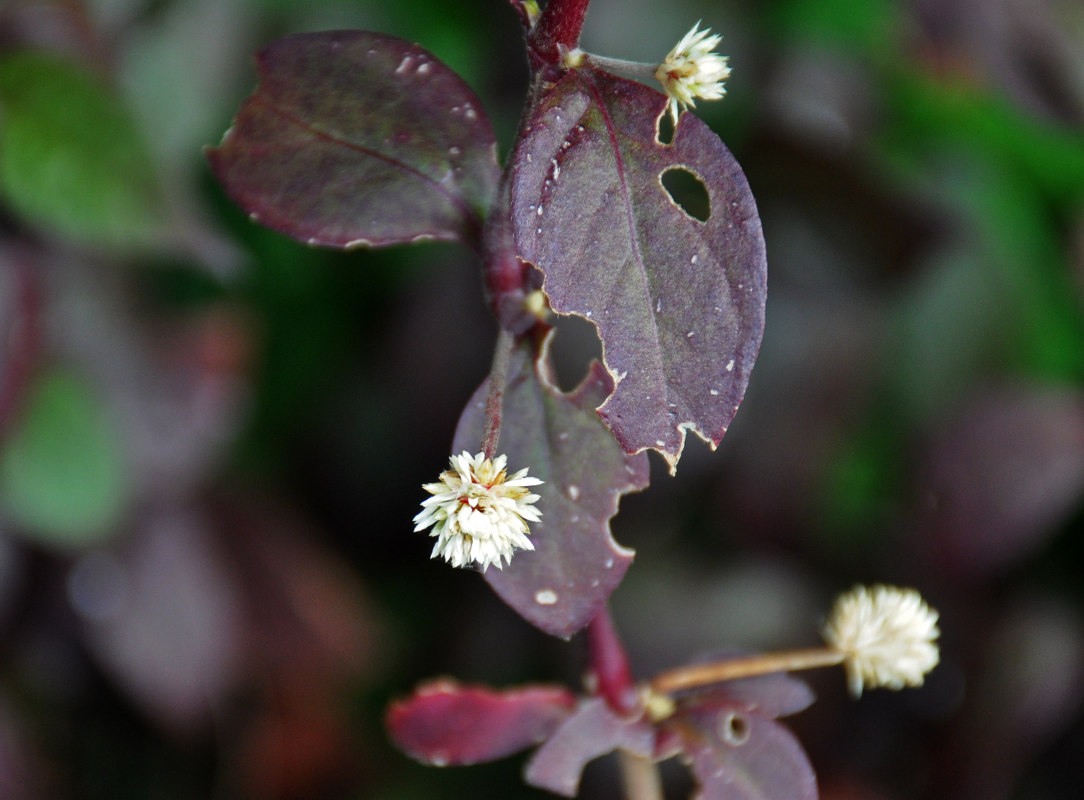 Изображение особи Alternanthera brasiliana.