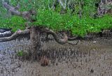 Sonneratia alba. Нижняя часть ствола и дыхательные корни взрослого дерева (во время отлива). Малайзия, о-в Калимантан, национальный парк Бако, мангровый лес. 11.05.2017.